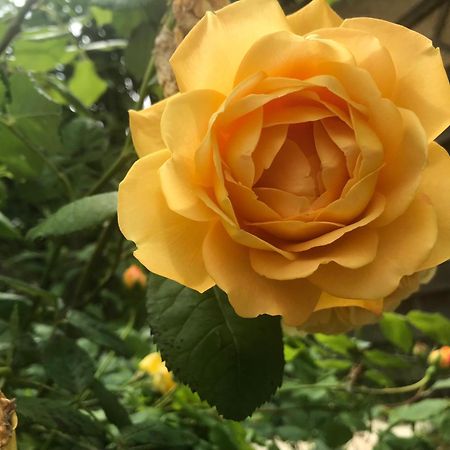 Healing Waters Sanctuary For Exclusive Private Hire And Self Catering Board, Vegetarian, Alcohol & Wifi Free Retreat In Glastonbury Ngoại thất bức ảnh